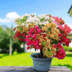 Multicolour Bougainvillea Plant – Vibrant Flowering Climber for Home Garden & Balcony | Uglaoo