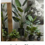 ⁠Indore Plants