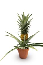 Pineapple Plant (Anarash) – Sweet Tropical Fruit Plant for Home Garden & Balcony | Uglaoo - Image 4