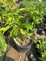 Multicolour Bougainvillea Plant – Vibrant Flowering Climber for Home Garden & Balcony | Uglaoo - Image 6