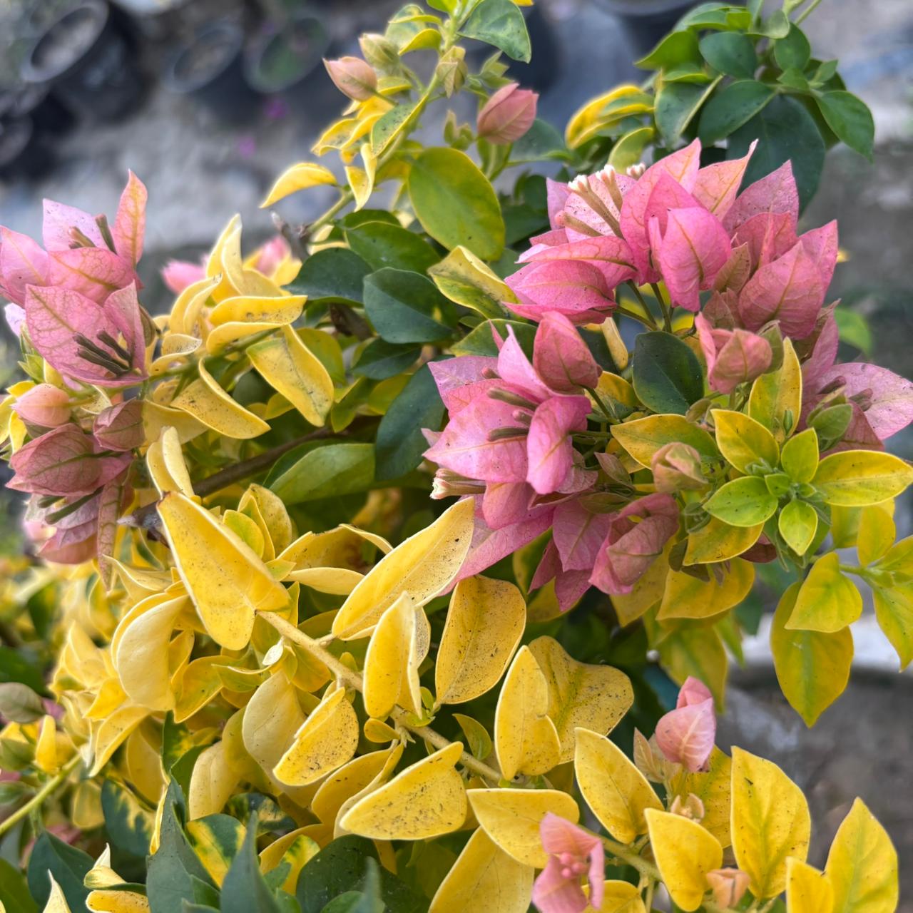 WhatsApp Image 2025-12-18 at 6.09.48 PM Golden Patch Bougainvillea Plant – Yellow Variegated Flowering Climber for Home Garden | Uglaoo - Image 1