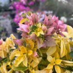 Golden Patch Bougainvillea Plant – Yellow Variegated Flowering Climber for Home Garden | Uglaoo - Image 2