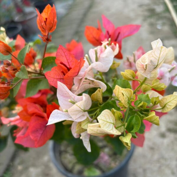 Chitra Monduring Bougainvillea Plant – Multicolor Flowering Climber for Home Garden | Uglaoo
