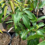 Hongzu Mango Plant – Exotic Red Sweet Mango Tree for Home Garden | Uglaoo - Image 6