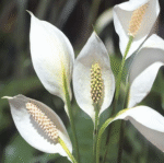 Peace Lily Plant (Spathiphyllum) – Air Purifying Indoor Flowering Plant | Uglaoo