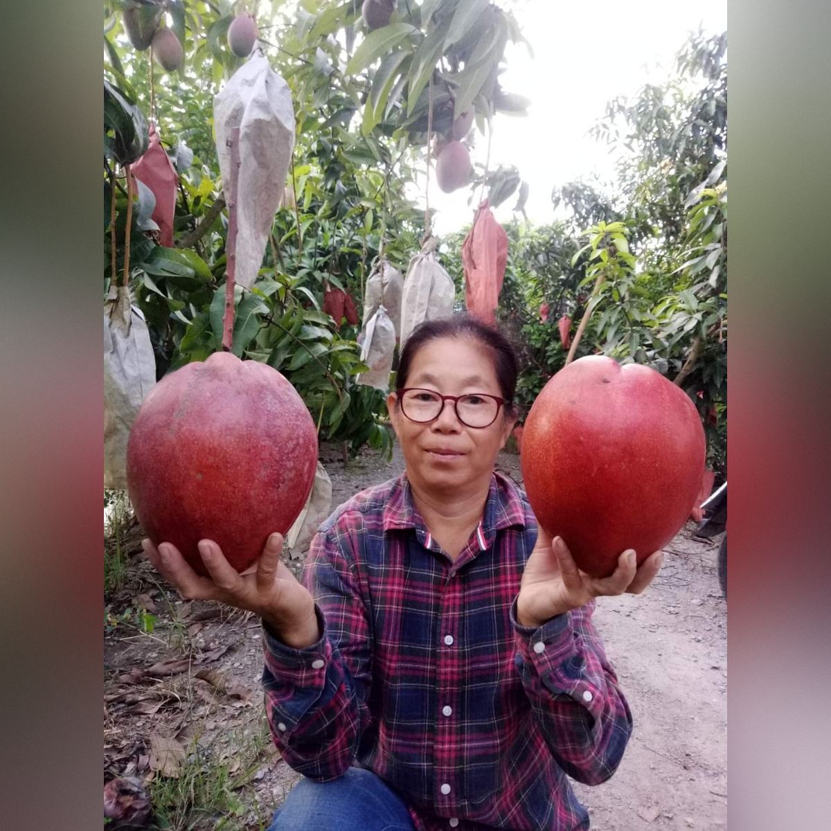 square-image (18) Hongzu Mango Plant – Exotic Red Sweet Mango Tree for Home Garden | Uglaoo - Image 1