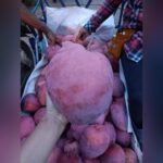 Hongzu Mango Plant – Exotic Red Sweet Mango Tree for Home Garden | Uglaoo - Image 5