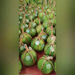 Thai Pomelo Plant (Batabi Lebu) – Large Sweet Citrus Fruit Tree for Home Garden | Uglaoo - Image 2