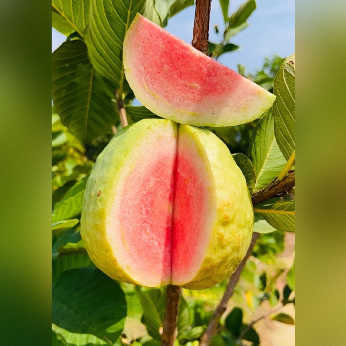 square-image (35) Red Diamond Guava Plant – Premium Sweet Red-Flesh Guava Tree for Home Garden | Uglaoo - Image 1