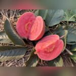 Black Diamond Guava Plant – Rare Dark-Skinned Sweet Guava Tree for Home Garden | Uglaoo - Image 2
