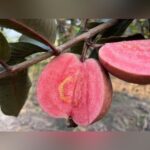 Black Diamond Guava Plant – Rare Dark-Skinned Sweet Guava Tree for Home Garden | Uglaoo - Image 3