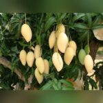 Dokmai Golden Mango Plant – Premium Thai Sweet Mango Tree for Home Garden | Uglaoo - Image 3