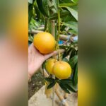 Gold Parsimon Mango Plant – Premium Golden Sweet Mango Tree for Home Garden | Uglaoo - Image 8