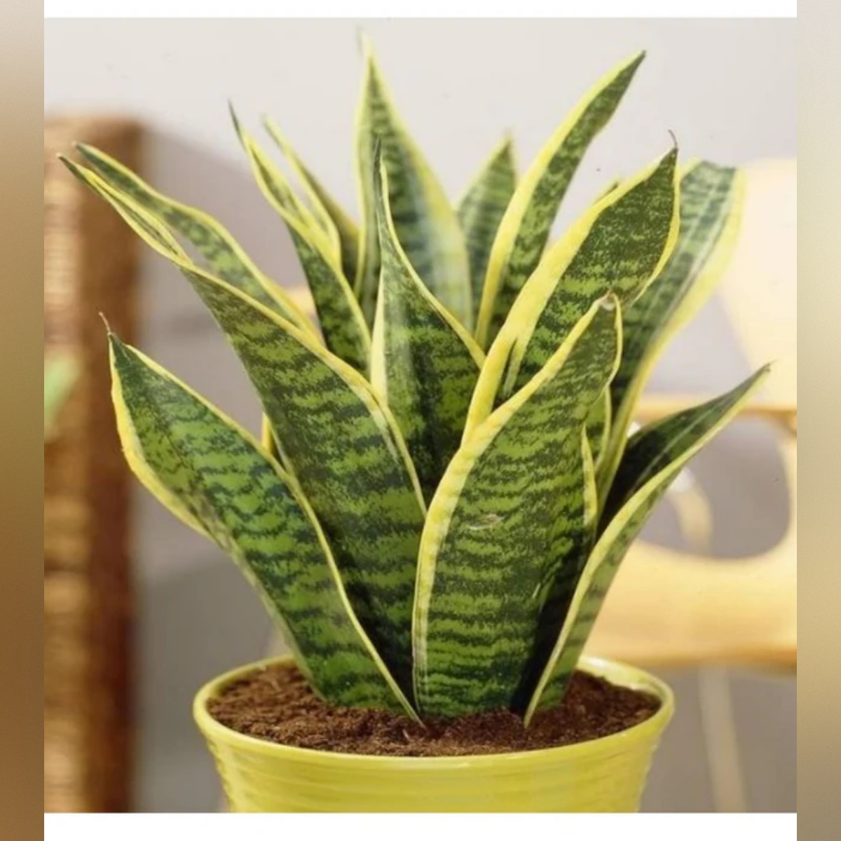 square-image (77) Snake Plant (Sansevieria) – Low Maintenance Indoor Air Purifying Plant | Uglaoo - Image 1