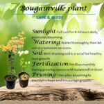 Ruby Pink Bougainvillea Plant – Bright Pink Flowering Climber for Home Garden | Uglaoo - Image 4