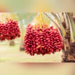 Arabian Variety Khajoor Plant – Premium Date Palm Tree for Home Garden & Farm | Uglaoo - Image 6